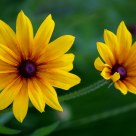 Black-Eyed Susan