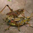 playful insects