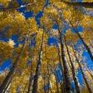 Hart Prairie Aspens