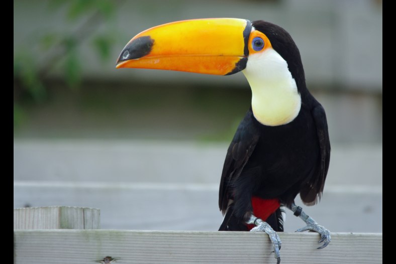 Tucan