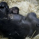 Baby Boom