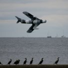 Ducks watching plane