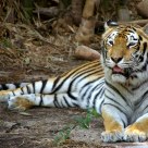 Tiger portrait
