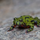 Fire-Bellied Toad