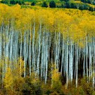 Aspen Trees