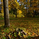 Autumn 2011