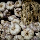 Garlic