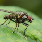 Fly