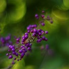 Callicarpa