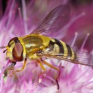 Hover Fly