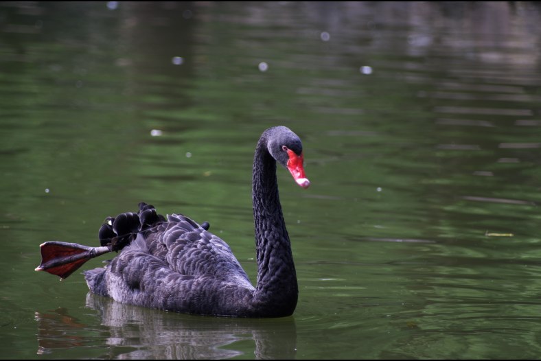 Black Swan
