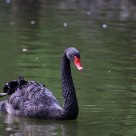 Black Swan