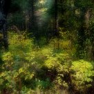Deep forest
