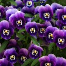 Faces