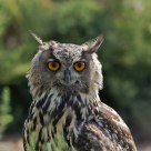 Eurasian Eagle-Owl