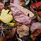 leaves