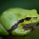 Tree frog