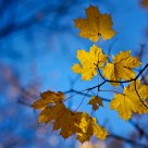 Autumn 2011