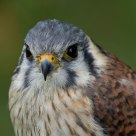 American Kestrel