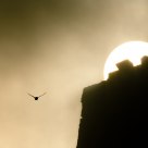 Bird in sunset