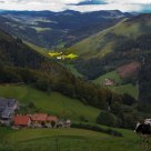 Holstein Hangs on the Side of a Mountain