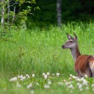 Norwegian Red deer