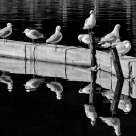 Reflections of Gulls