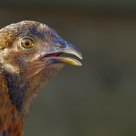 angry chicken