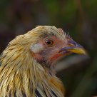 golden light chicken