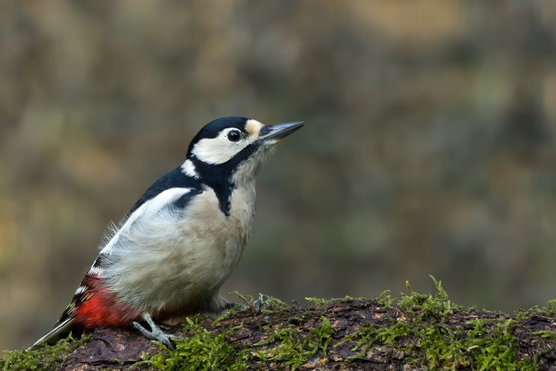 woodpecker