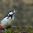 woodpecker