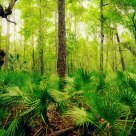 Cumberland Island Jungle