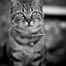 Une histoire de chat