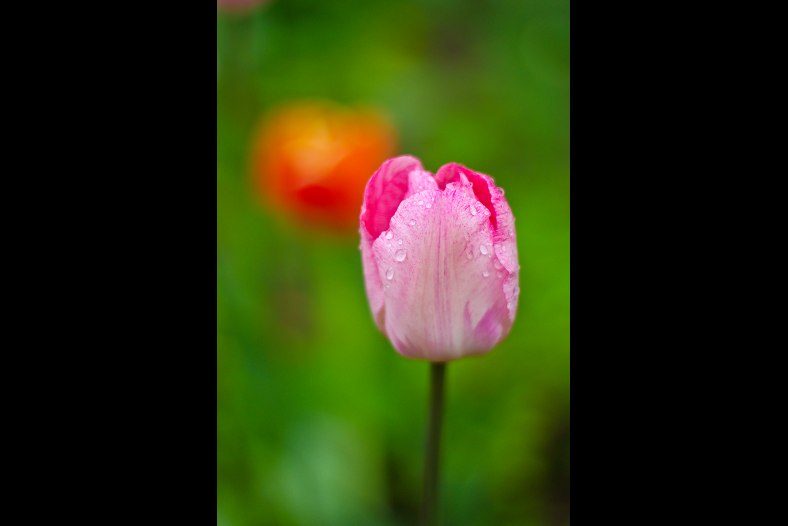 Dew on Tulip flower