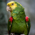 The birdie watching me.