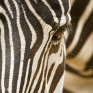 Zebra´s eye
