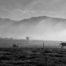brume