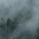 Floating fog