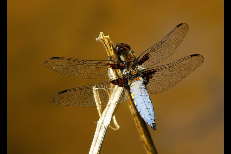 Dragonfly