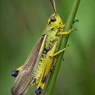 Grasshopper