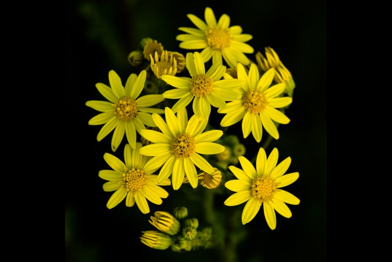 Ragwort