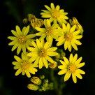 Ragwort