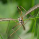 Cranefly