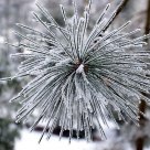 Snowstar