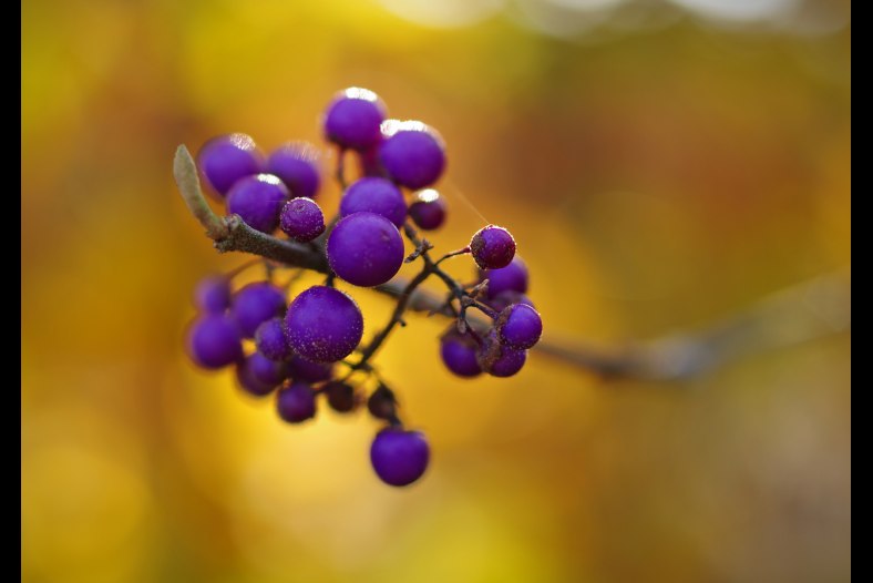 Callicarpa