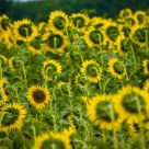 Confused sunflower