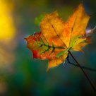 Leaf