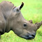 White Rhino