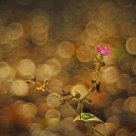 Silene in sea of bokeh
