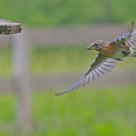 Bluebird